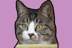 猫猫什么时候打疫苗