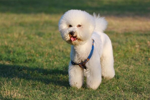 怎样给小比熊洗澡