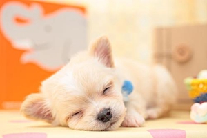 吉娃娃狗狗的饲养方法