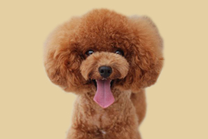 贵宾犬可以吃什么肉