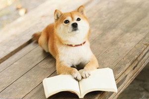 刚出生的柴犬怎么养