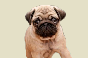 巴哥犬什么时候打疫苗