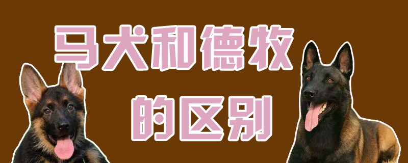 马犬和德牧的区别