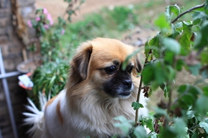 小狗狗为什么不吃狗粮