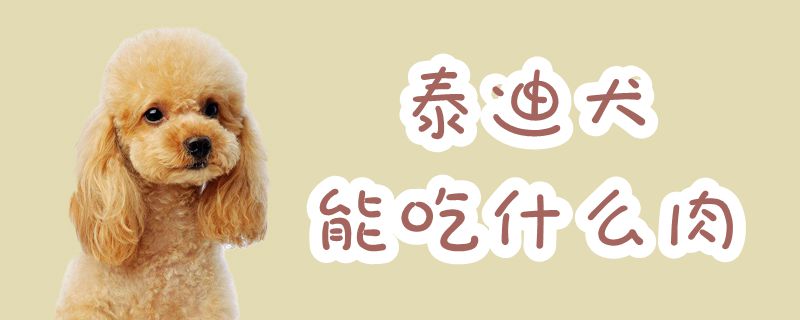 泰迪犬能吃什么肉