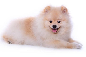 小狗狗的狗粮怎么泡