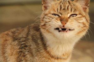 猫猫换牙时要注意什么