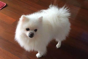 怎样给博美犬刷牙