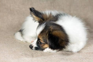 如何给蝴蝶犬美容