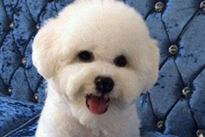 比熊不爱喝水怎么办