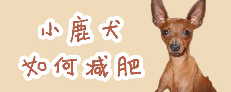 小鹿犬如何减肥