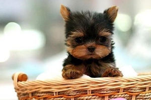 约克夏幼犬不肯吃饭怎么办