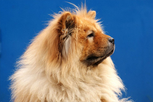 松狮吃什么美毛