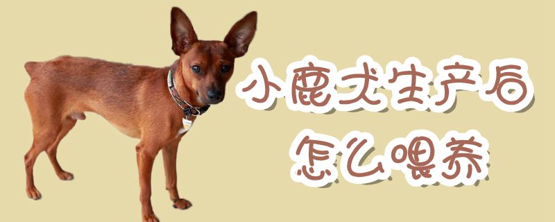 小鹿犬生產後怎麼喂養