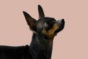 小鹿犬如何驯养