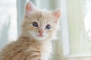 猫咪掉毛严重的原因有哪些