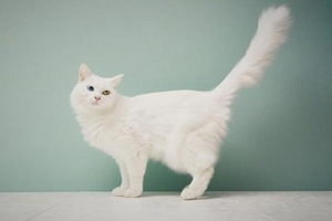 猫咪掉毛如何处理