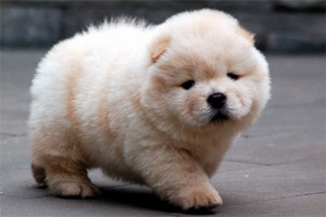 松狮的毛怎么打理