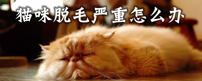 猫咪脱毛严重怎么办