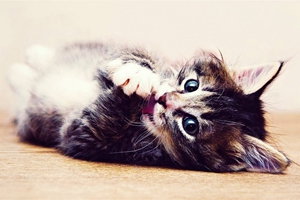 猫咪脱毛严重怎么办