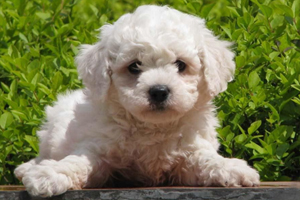 比熊幼犬毛发黄怎么办