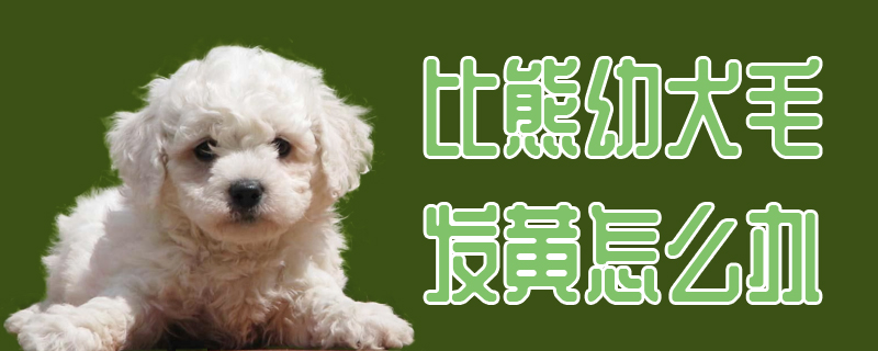 比熊幼犬毛发黄怎么办