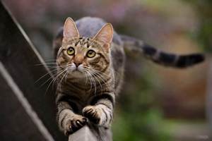 三个月的虎斑猫怎么养