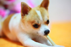 吉娃娃换牙要注意什么