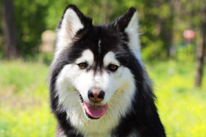 阿拉斯加狗狗不爱喝水怎么办