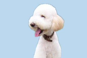 巨贵犬能吃什么水果