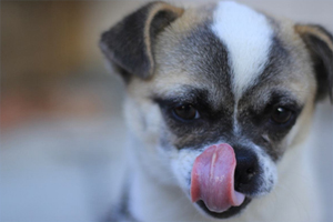 小狗坐车晕车怎么办