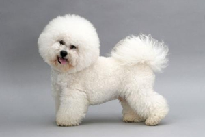 成年比熊怎么养