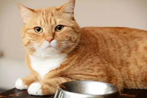 猫猫换猫粮不吃怎么办