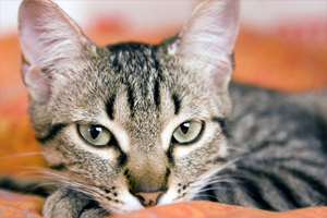 猫猫打疫苗后注意什么