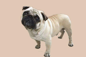 八哥犬有臭味怎么办