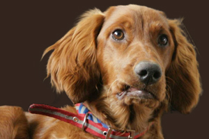 爱尔兰雪达犬怎么喂