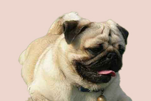 八哥犬不吃狗粮怎么办