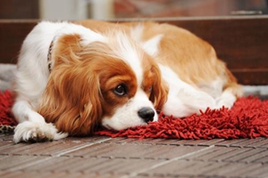 如何让狗狗不咬人