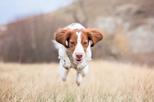 如何让狗狗听话