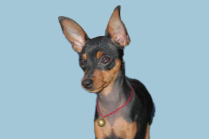 小鹿狗什么时候打疫苗