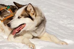 如何让狗狗乖乖剪指甲