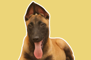 马犬胆子小怎么办