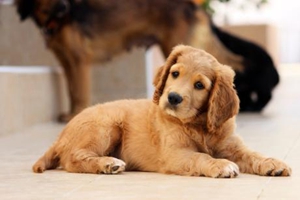 让狗狗毛发顺滑的方法是什么