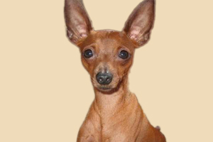 小鹿犬耳朵不立怎么办