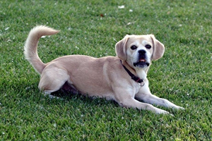 怎么让小狗不叫