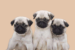 巴哥狗不爱洗澡怎么办