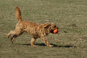 怎么让小狗去厕所