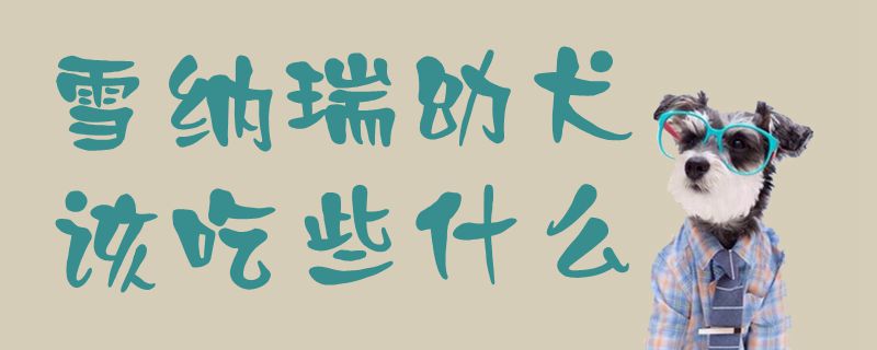雪纳瑞幼犬该吃些什么1