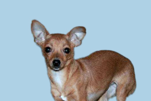 小鹿犬如何断尾