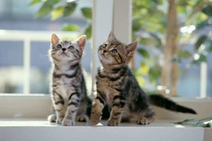 如何让猫咪多喝水